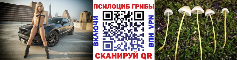 дарнет шоп  ссылка на мегу вход  Галлюциногенные грибы Psilocybine cubensis  Павловск 